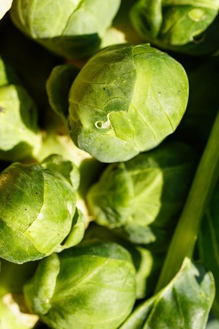 cabbage, brussels, brussel sprouts, vegetables, agriculture, food