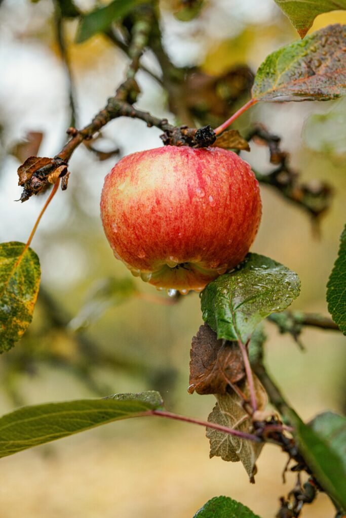 A vibrant apple hanging from a tree branch on a dewy morning, showcasing autumn harvest.